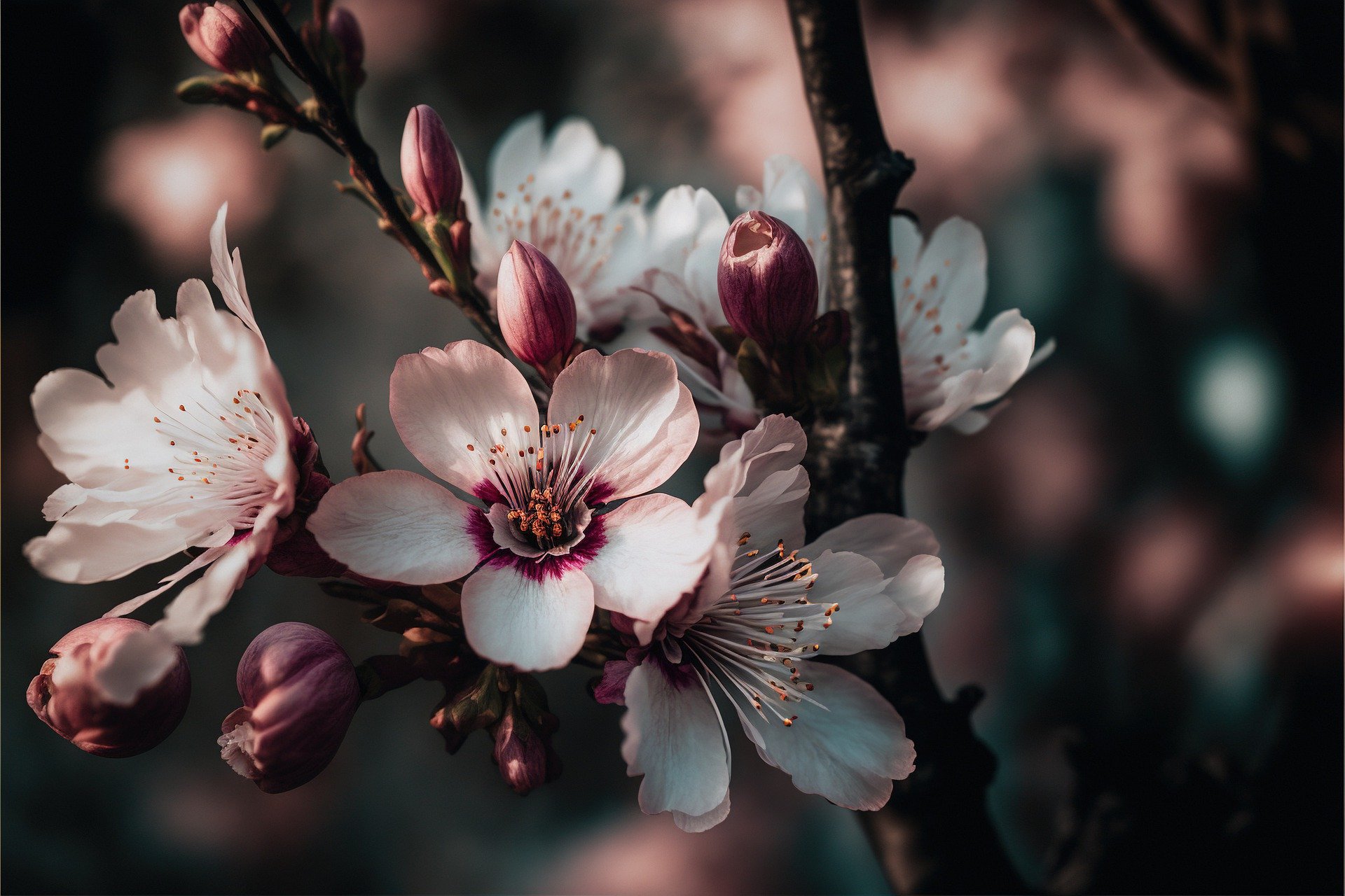 Cherry Blossoms