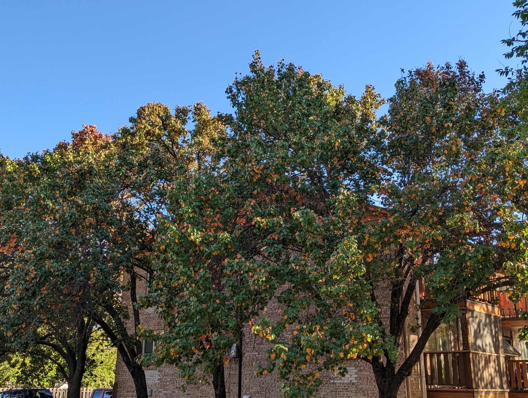 a picture of trees with mostly green leaves and a few yellow ones