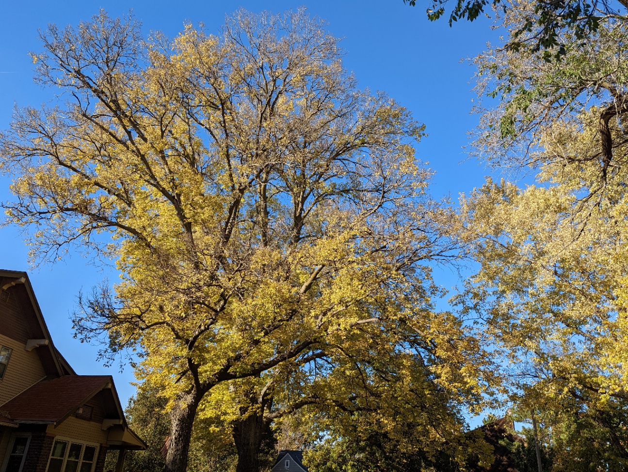 a picture of trees with greenish yellow leaves