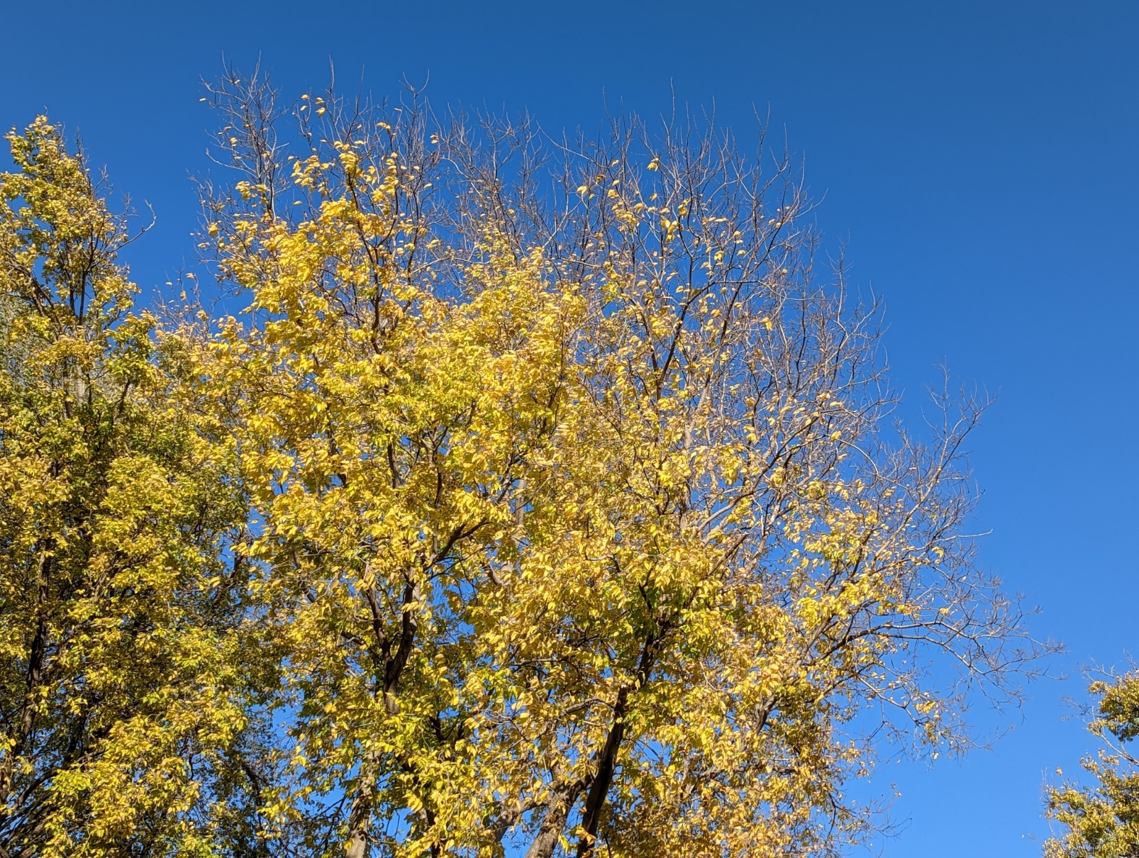 a picture of trees with bright yellow leaves