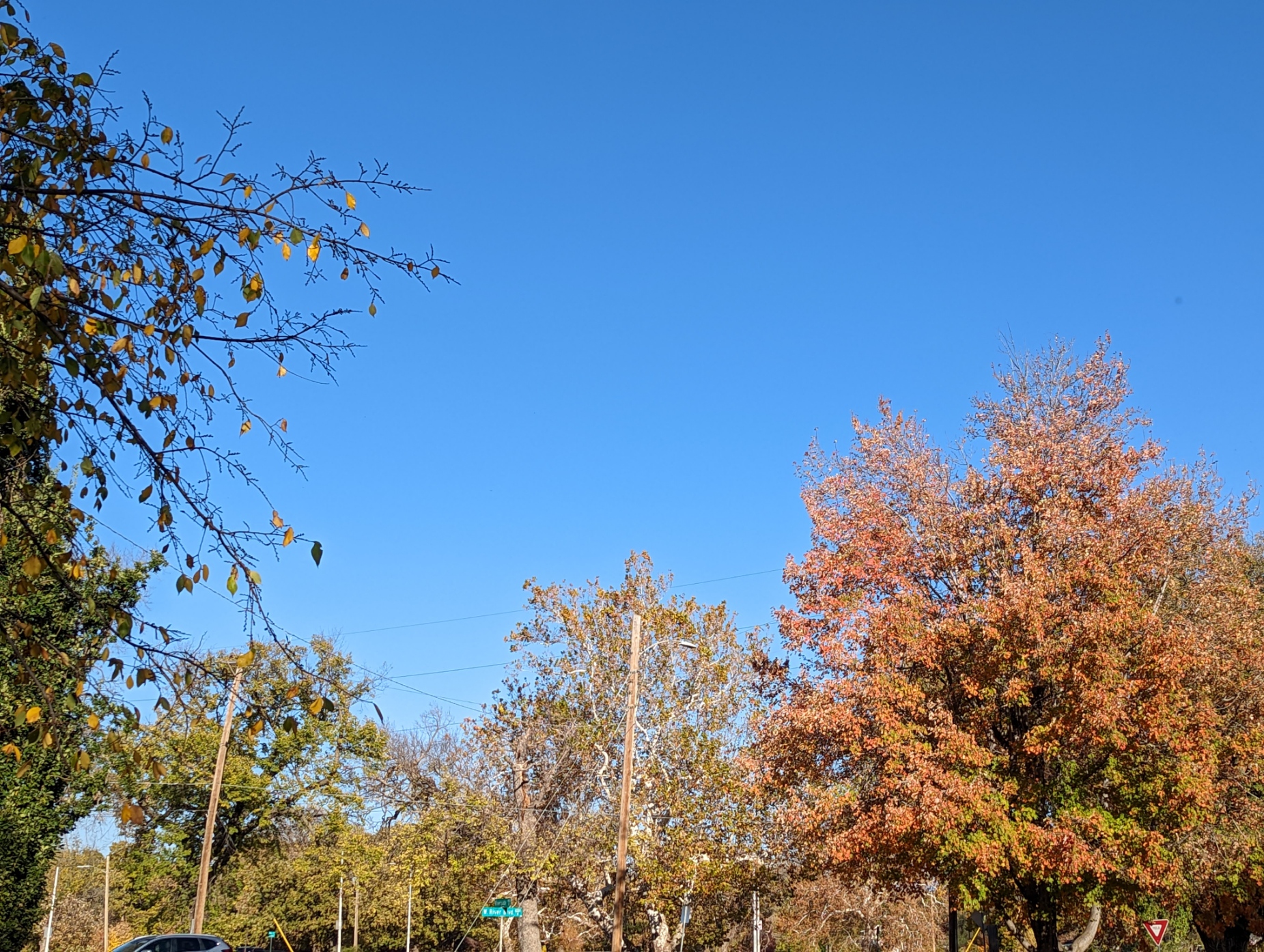 a picture of trees with green and orange leaves